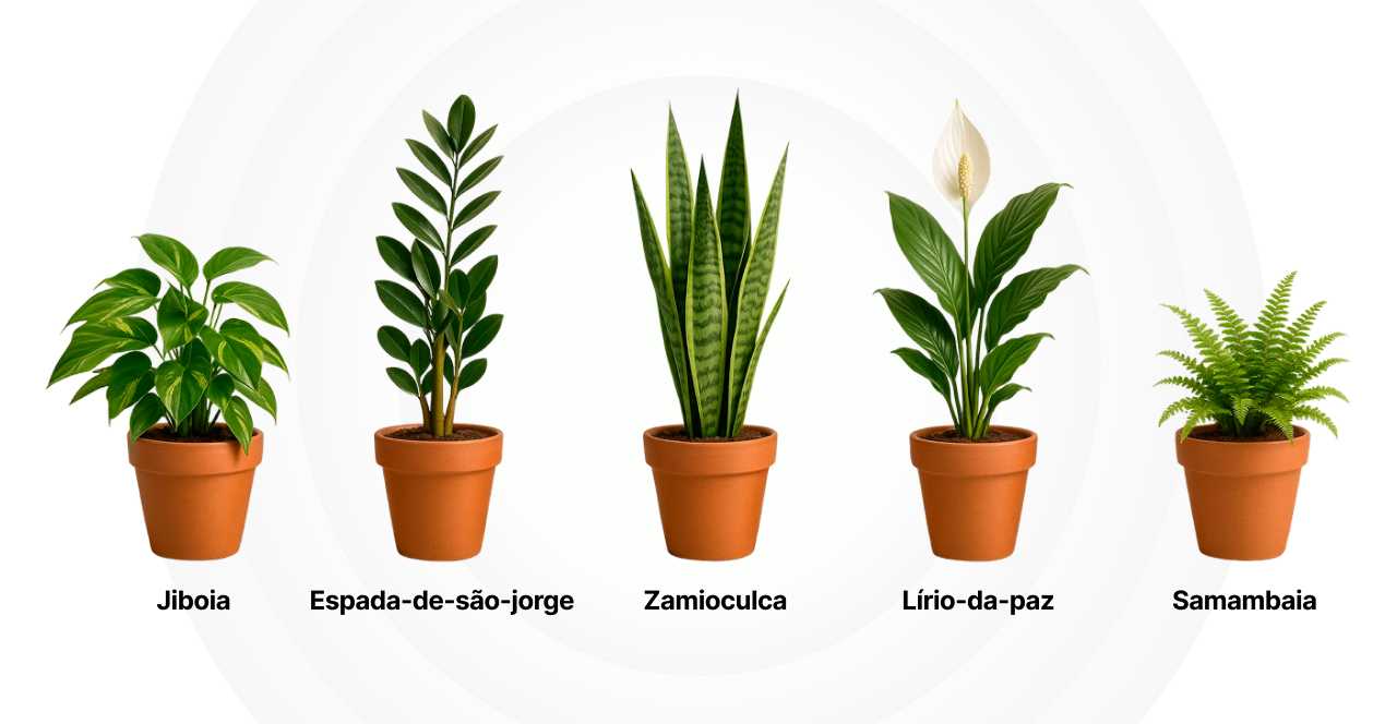 Imagem mostrando diferentes tipos de plantas em vasos de terracota, incluindo Jiboia, Espada-de-são-jorge, Zamioculca, Lírio-da-paz e Samambaia, ideais para decoração de interiores.